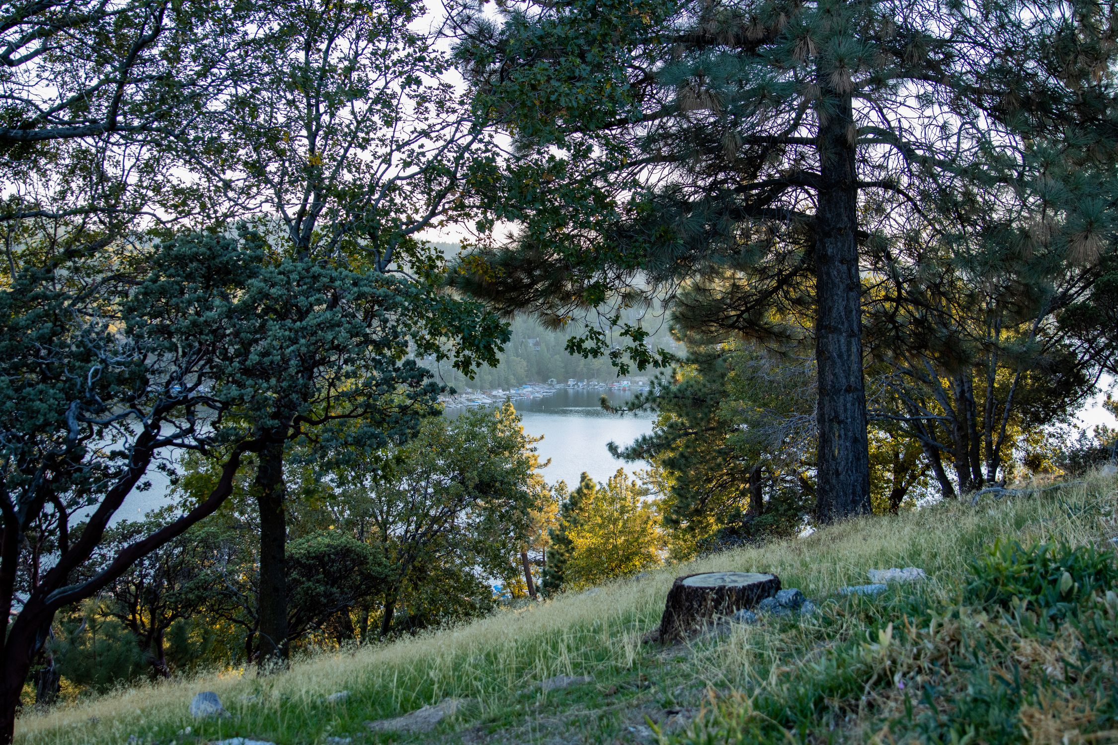 Peaceful forest scene overlooking Lake Arrowhead in California, capturing the essence of nature's tranquility.