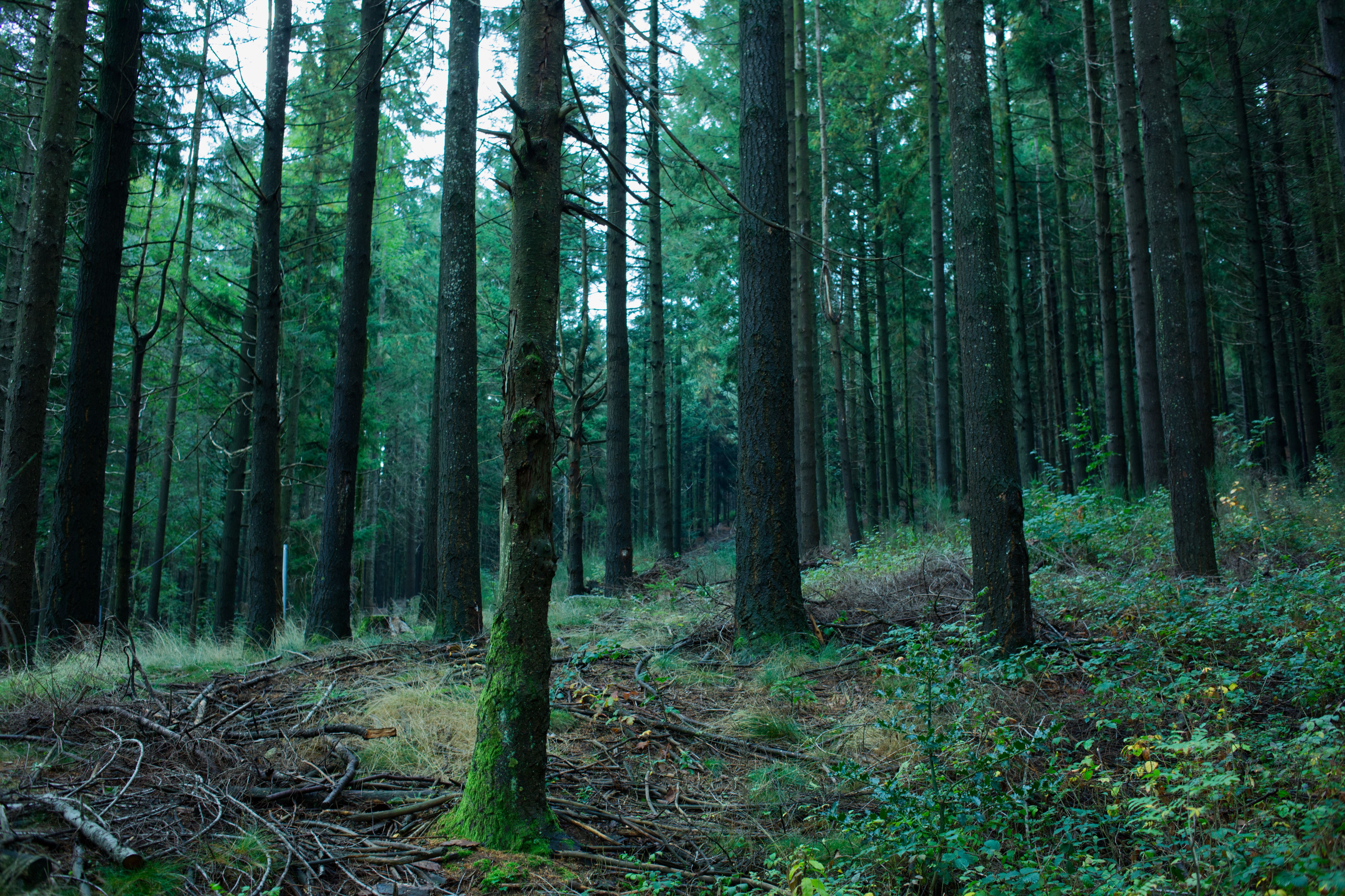 Audit écologique en forêt