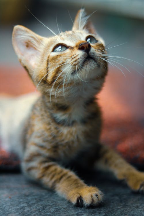 Brown Kitten Looking Up