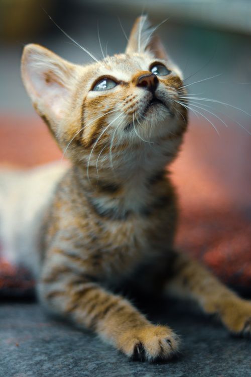 Free Cute tabby kitten looking upwards with focus on whiskers and fur details. Stock Photo