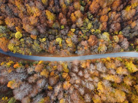 A stunning aerial view of a winding road through a vibrant autumn forest.