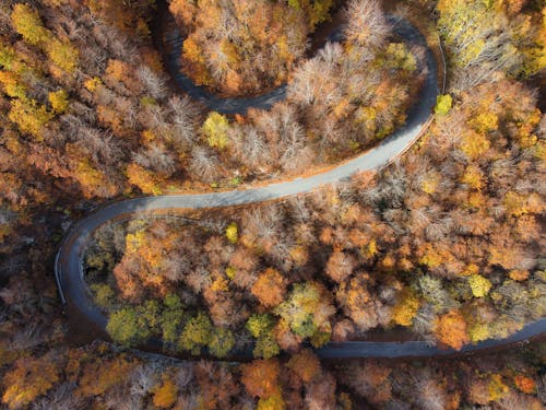 下落, 天性, 柏油路 的 免费素材图片