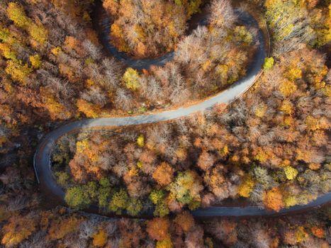 Drone captures a zigzag road winding through scenic autumn forest with vibrant foliage.