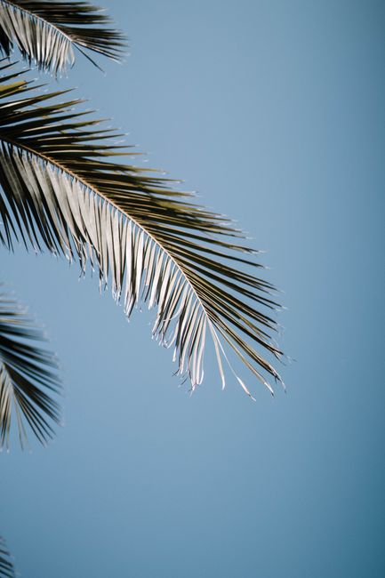 A serene view of palm leaves with a clear blue sky in the background, symbolizing a tropical summer vibe.