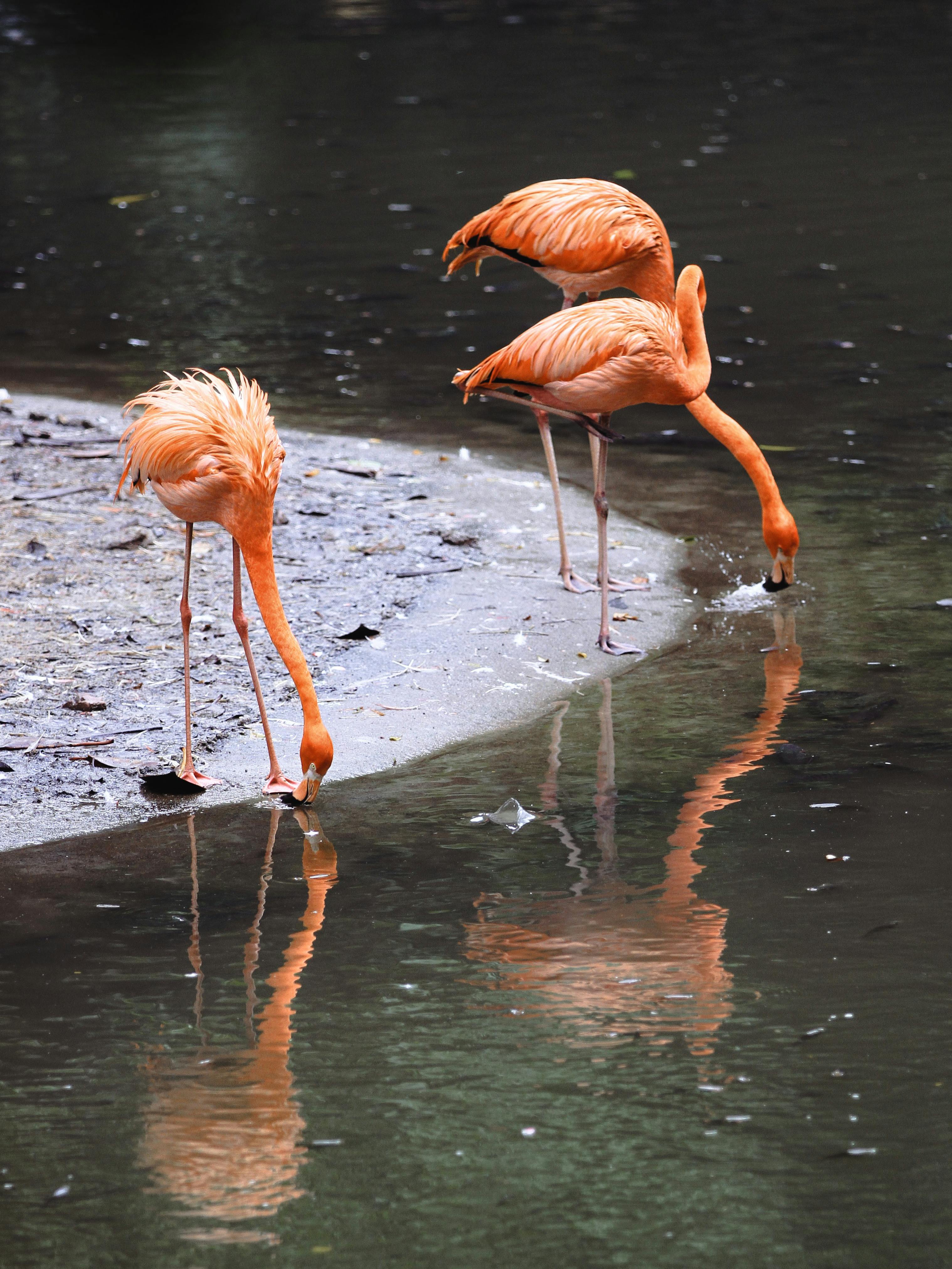 Does drinking water get rid of inflammation?