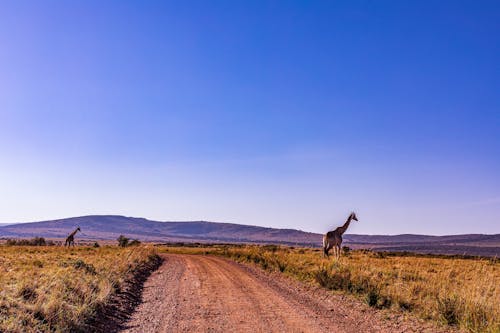 Безкоштовне стокове фото на тему «ґрунтова дорога, дика місцевість, жирафи»