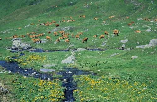 Cows on a Meadow in a Mountain Valley 