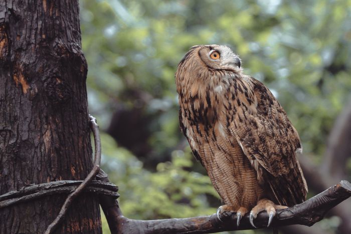 Eagle-owl perched on a branch in woodland, by Mehmet Turgut Kirkgoz on Pexels