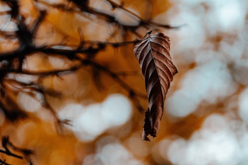 Selective Focus Photograph of a Dry Leaf
