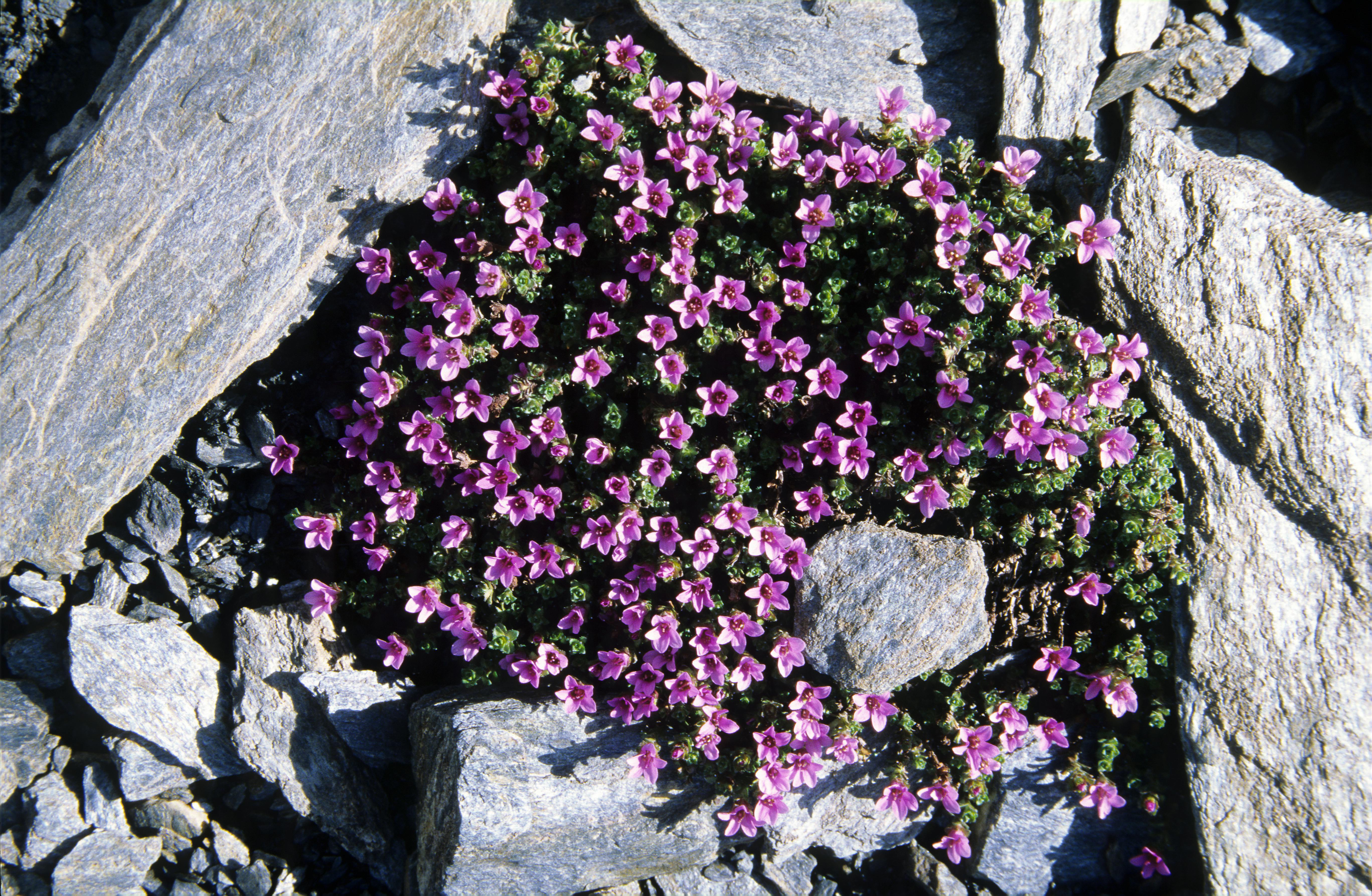 Flowering Plants with Purple Flowers · Free Stock Photo