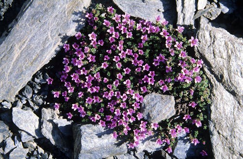 Бесплатное стоковое фото с камнеломка супротивнолистная, крупный план, пурпурные цветы