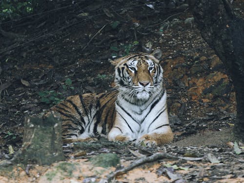 Immagine gratuita di animale selvatico, baffi, disteso