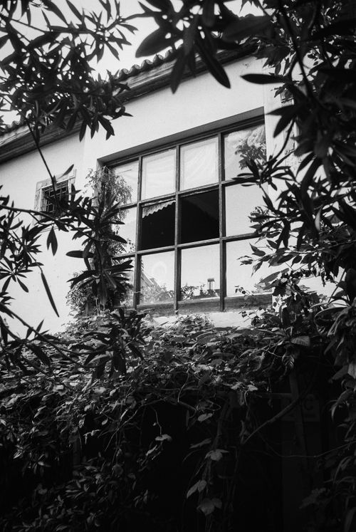 Free Black and white photo of a rustic house with lush greenery covering the windows. Stock Photo