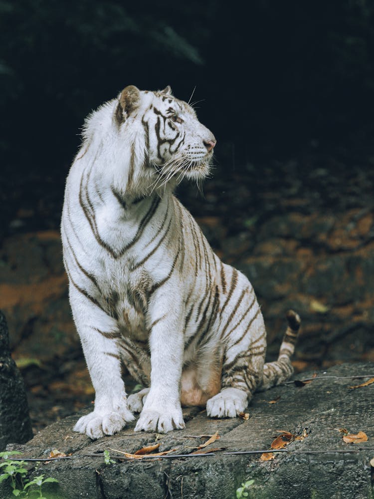 Albino Tiger Sitting On A Rock