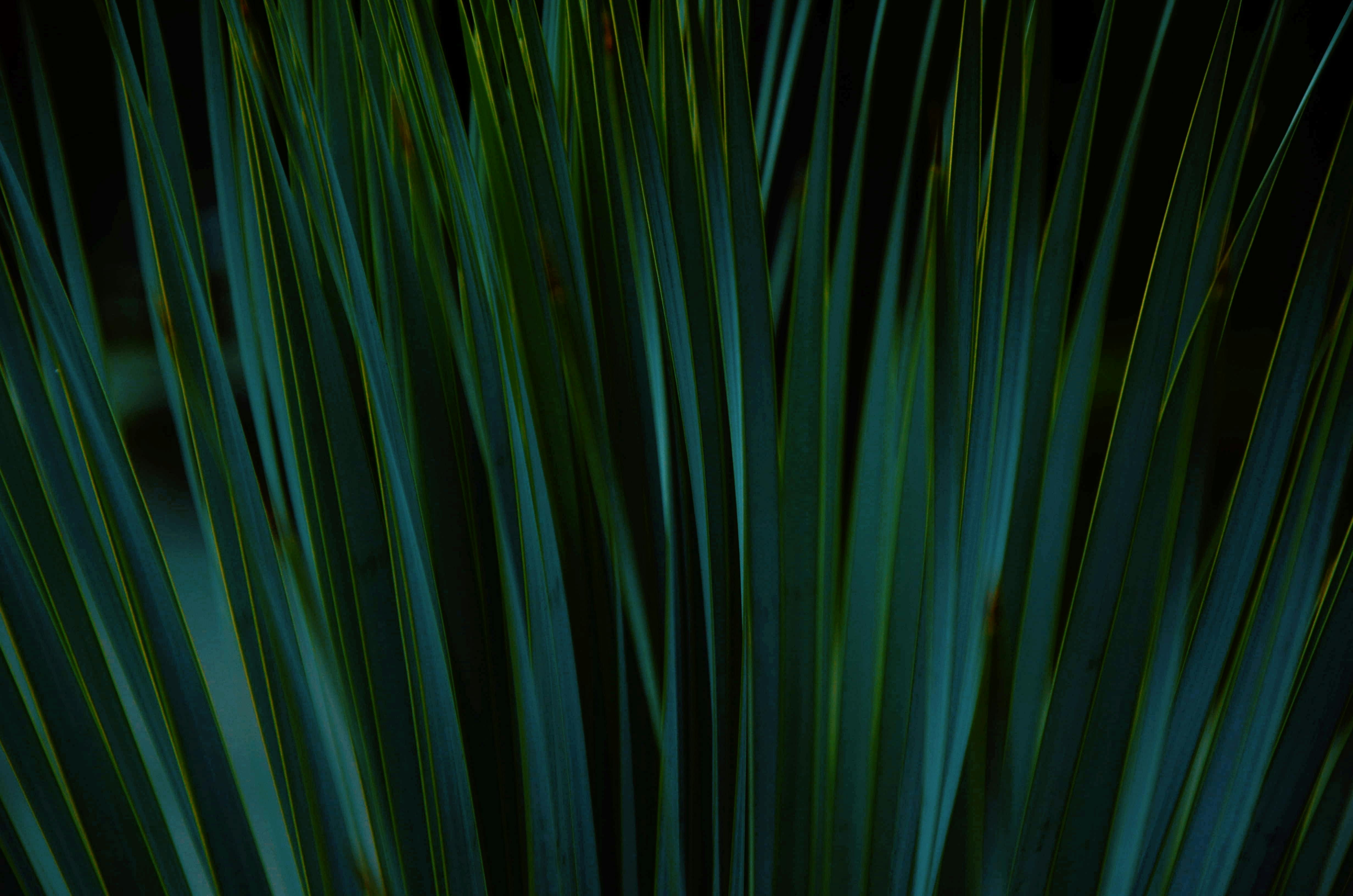Closeup of Green Plants in Nature