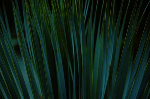 Free Detailed view of vibrant green grass blades with a dark natural background. Stock Photo