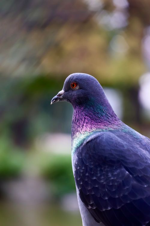 Free Vivid close-up of a pigeon with iridescent plumage against a blurred background. Stock Photo