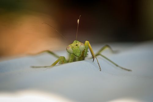 Free Detailed image of a praying mantis on a smooth surface, showcasing its unique features. Stock Photo
