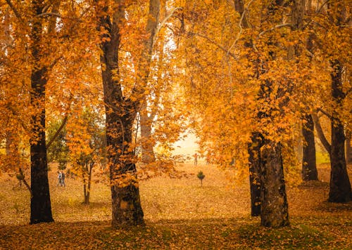 Бесплатное стоковое фото с atmosfera de outono, ветви деревьев, деревья