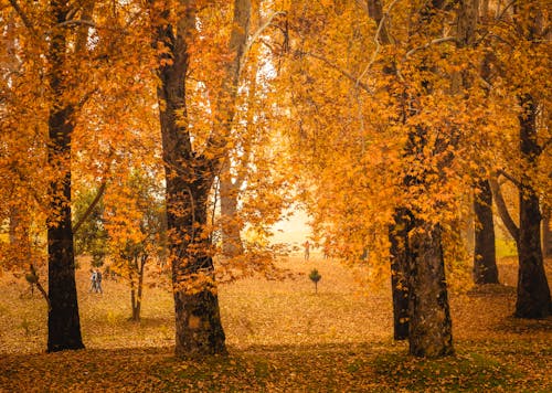 Tall Trees with Yellow Leaves