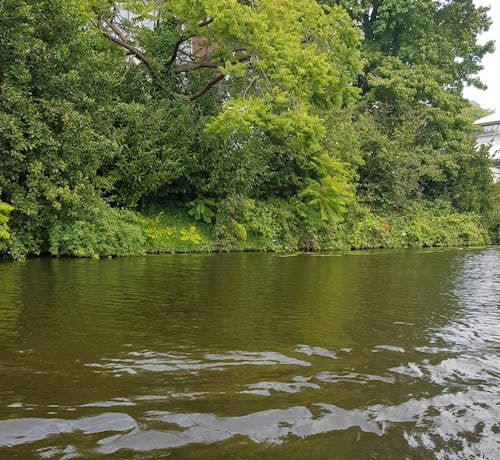 Green Trees Beside River