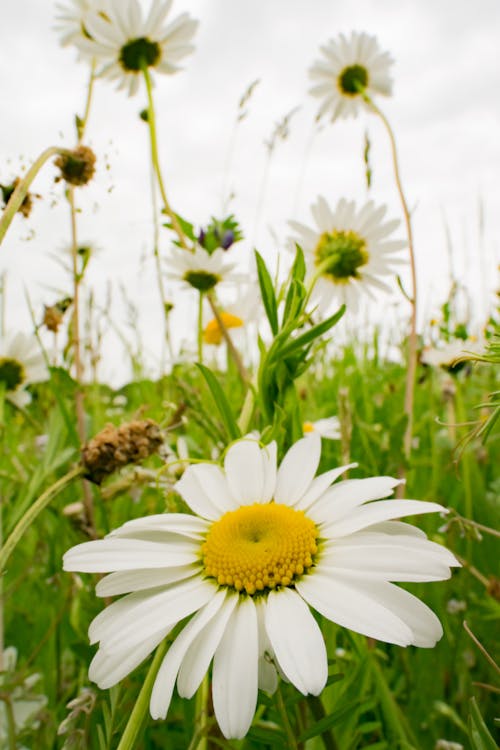 Photos gratuites de fleurs, fleurs des champs, marguerite