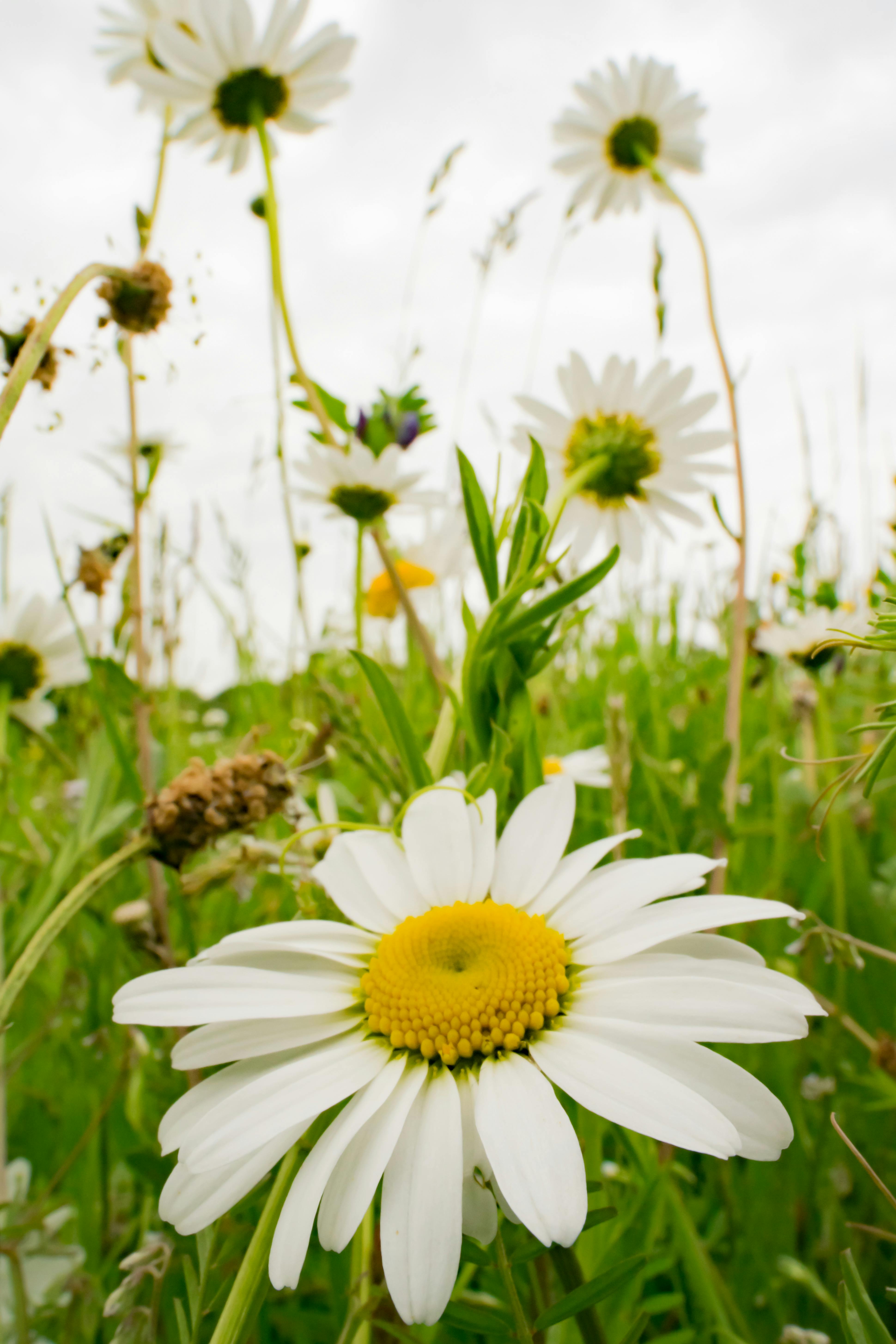 Free stock photo of daisy, field flowers, flowers
