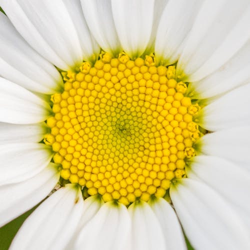 Photos gratuites de blanc, jaune, macro