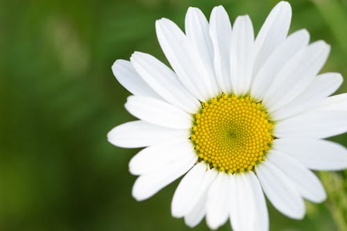 Photos gratuites de blanc, fleur, marguerite