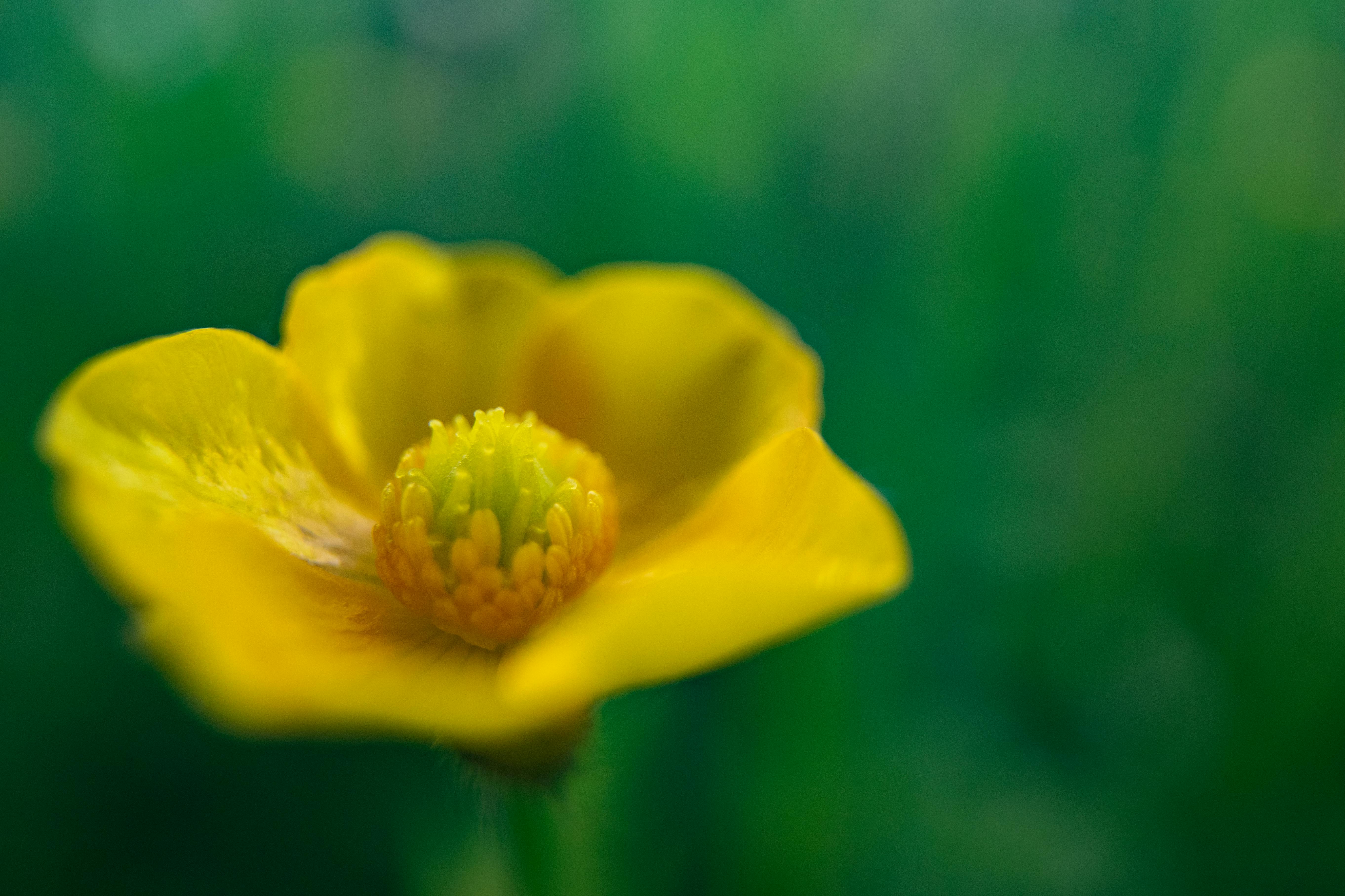 バターカップ 緑 花の無料の写真素材