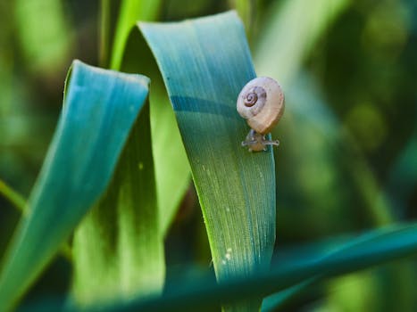 A detailed snail on a green leaf in Nueva Carteya, Spain.