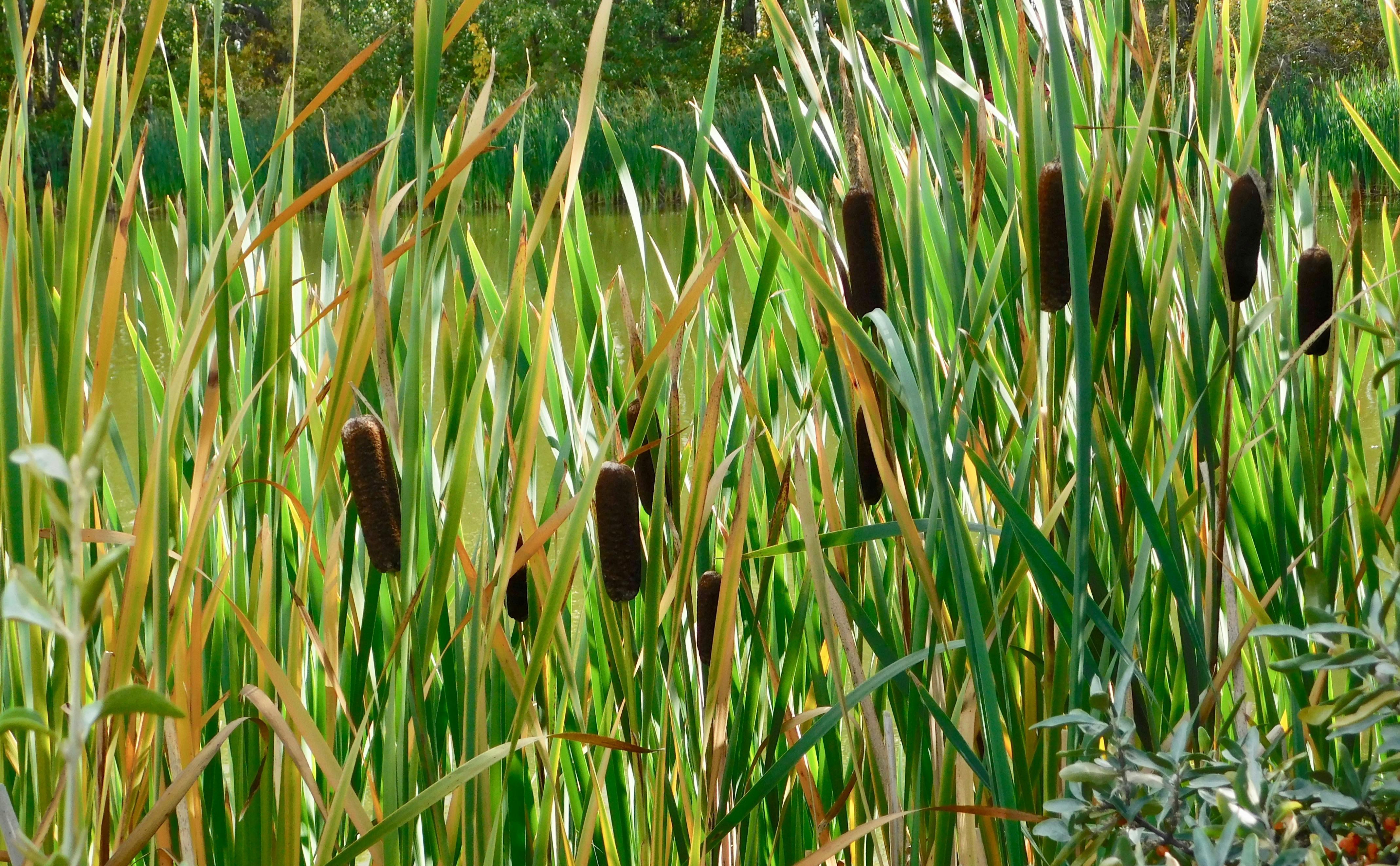 Free stock photo of cattails