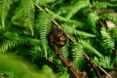 Free Detailed view of a fern's spiraled frond surrounded by lush green leaves in a natural setting. Stock Photo