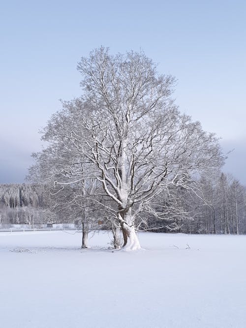 Ilmainen kuvapankkikuva tunnisteilla flunssa, kuura, lumi