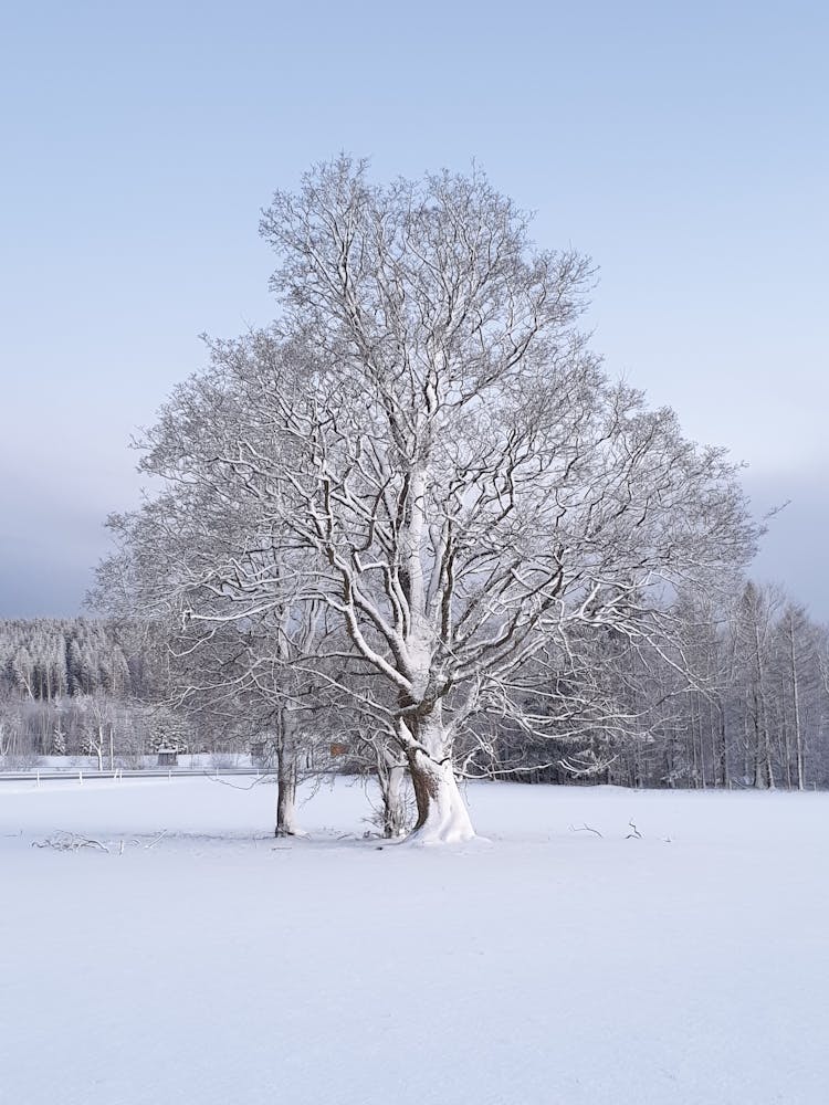 Photograph Of A Tree With Snow