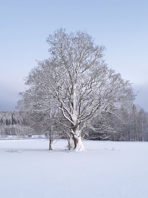 Free Serene winter scene with a snow-covered tree in Erndtebrück, Germany. Stock Photo