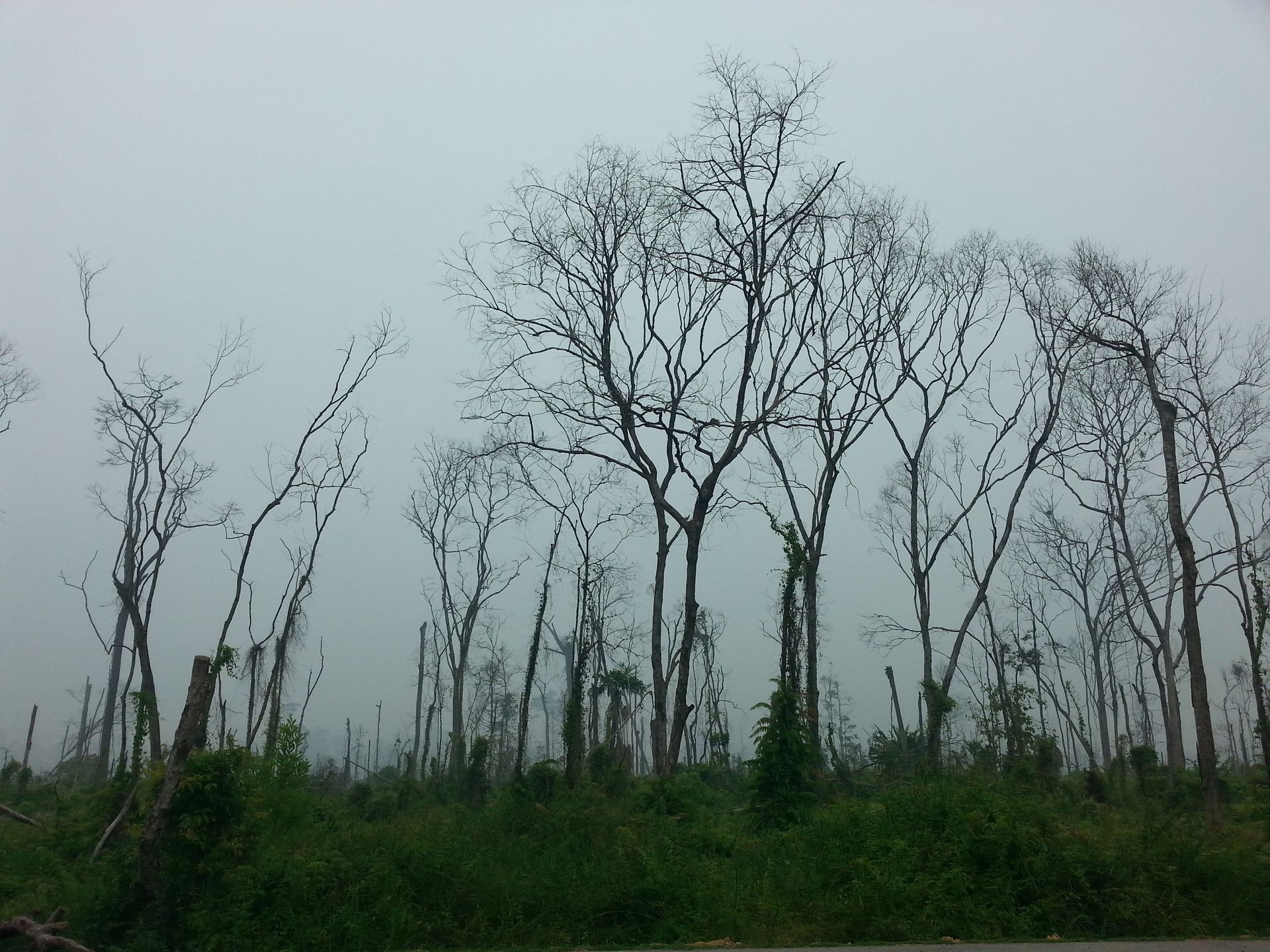 A sparse forest of bare trees under a hazy sky, evoking a moody atmosphere.