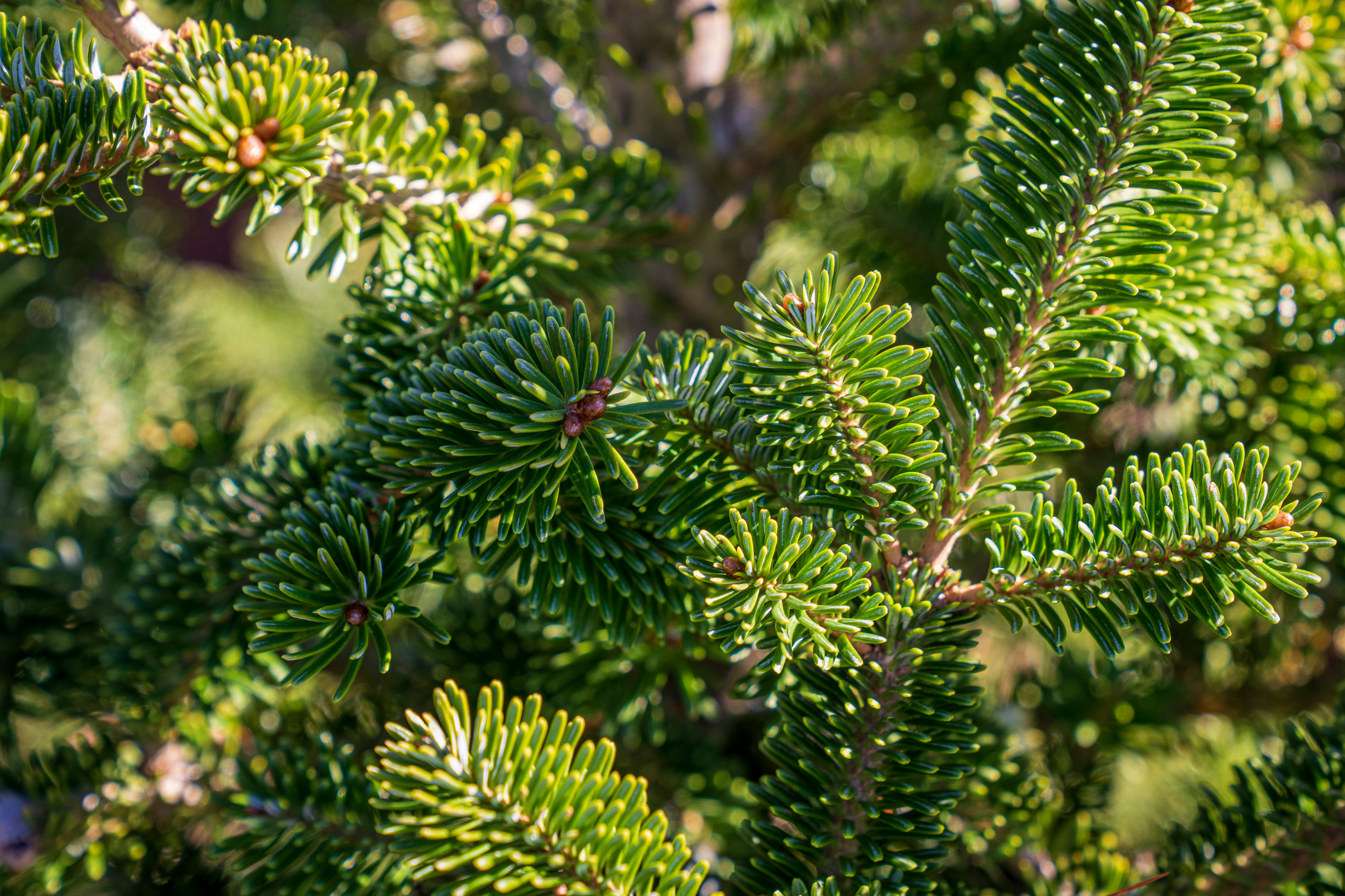 Needles of a Pine Tree · Free Stock Photo