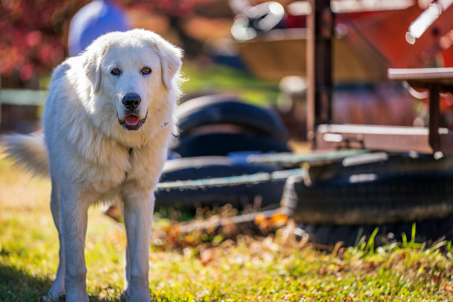 En närbild av en hund från Pyrenéerna som står på gräset