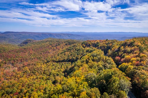 Aerial Photography of Autumn Trees in the Forest under the Cloudy Sky