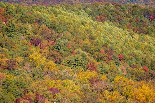 Photos gratuites de arbres, automne, bois