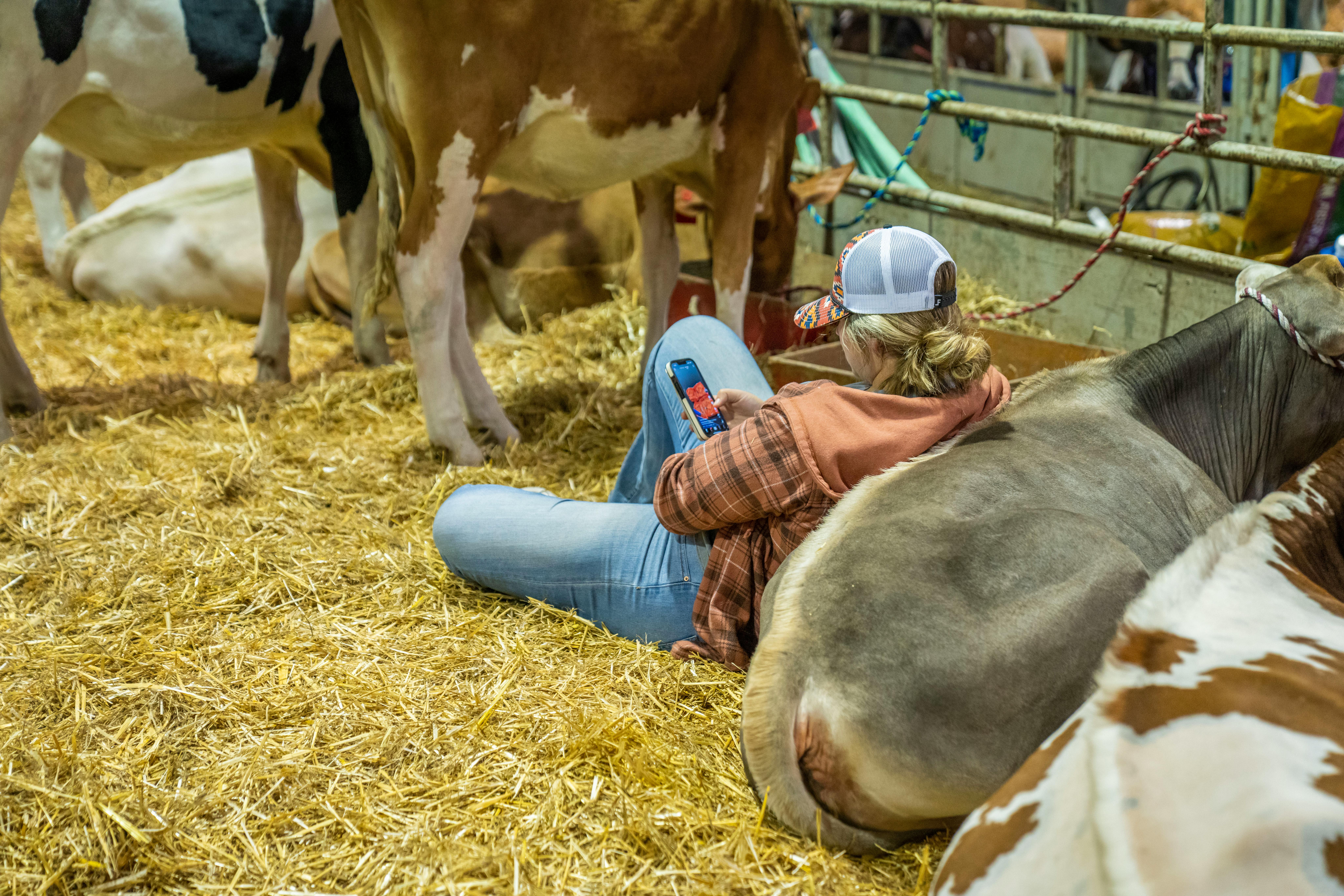 A farmer sits comfortably among cows in a barn, using a smartphone on a bed of straw.