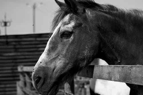 Free stock photo of animal, animals, brown horse
