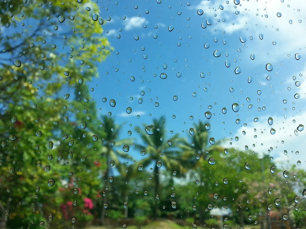 Безкоштовне стокове фото на тему «бульбашка, дерева, дощ» стокове фото