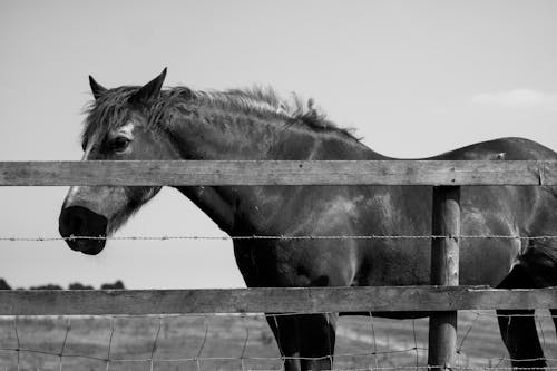 Free stock photo of animal, animals, brown horse