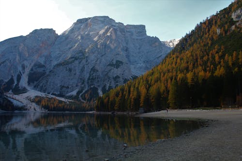 Trees Beside Body of Water