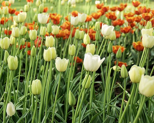 White and Orange Tulips