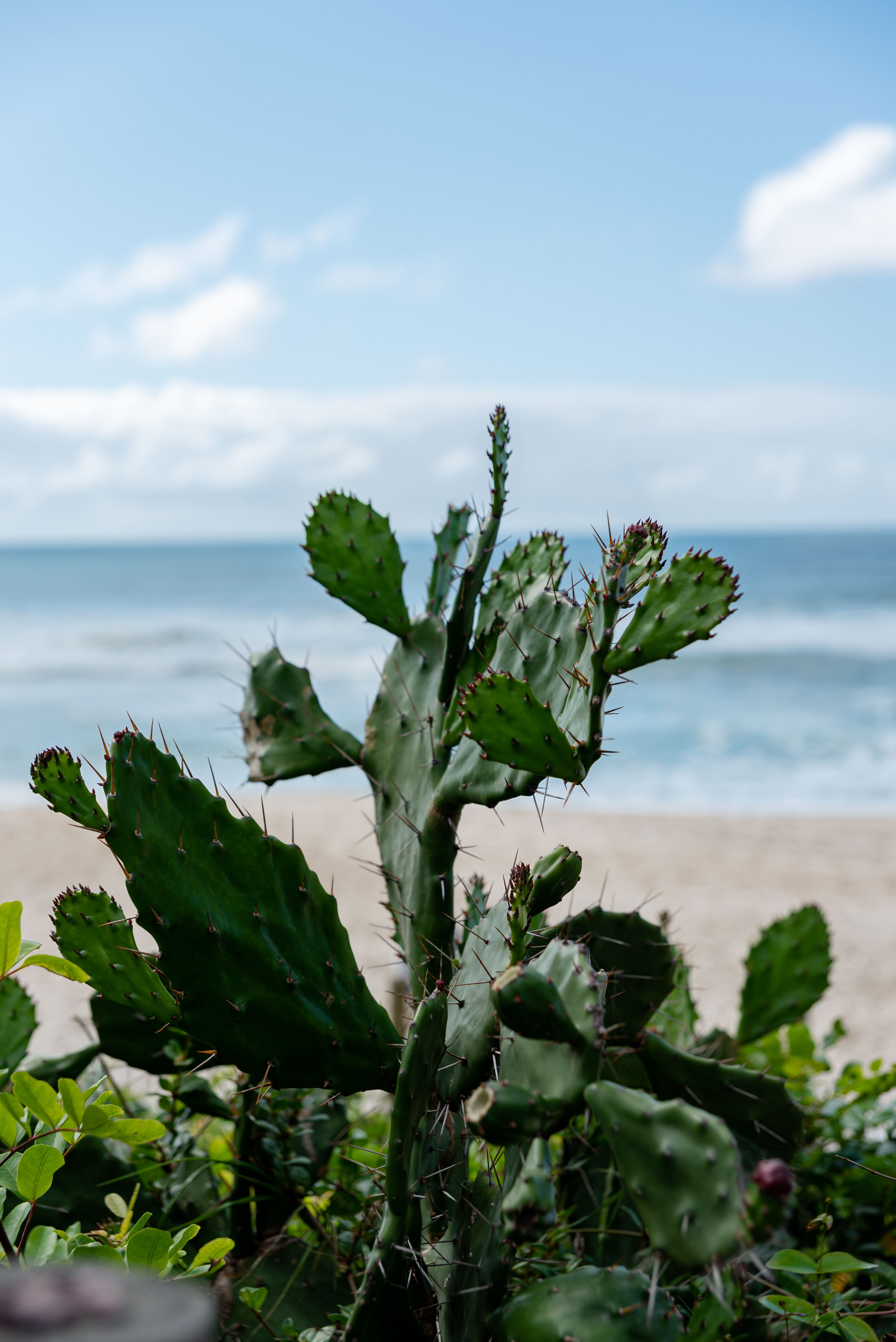calathea tipps Tipps zur Pflege deiner Pflanze : Calathea orbifolia – PflanzenFuerAlle