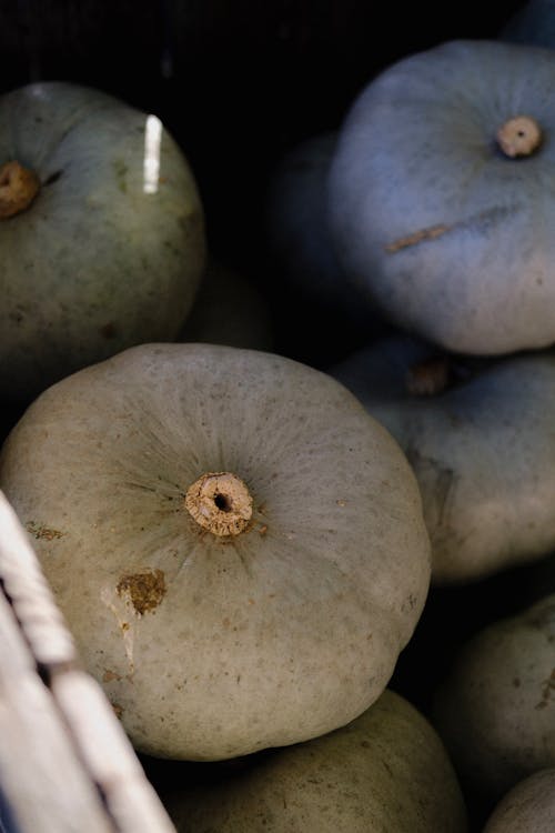 Close Up Photo of Squash