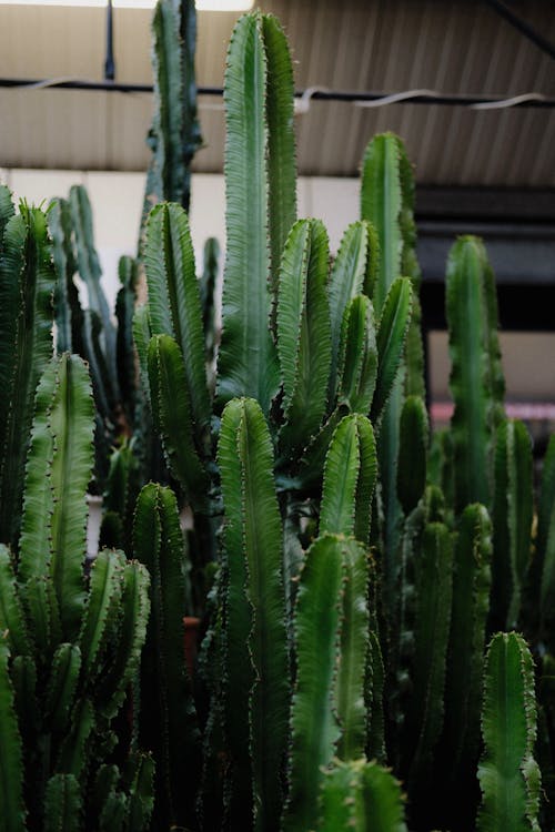 Bezpłatne Darmowe zdjęcie z galerii z botanika, euforbie, kaktusy Zdjęcie z galerii
